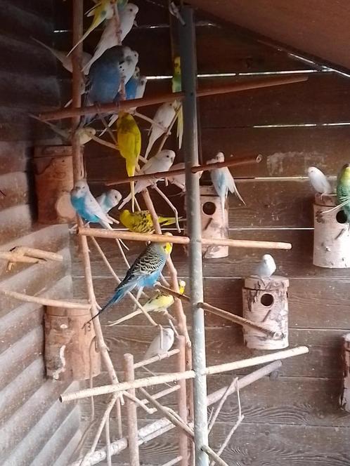 Verschillende kleuren grasparkietjes met of zonder KOOI, Dieren en Toebehoren, Vogels | Parkieten en Papegaaien, Parkiet, Meerdere dieren