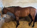 9 jarige ruin, Dieren en Toebehoren, Paarden, Ruin