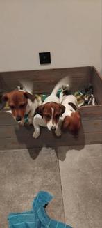 Kortpotige jack Russell reutjes, Dieren en Toebehoren, Honden | Jack Russells en Terriërs, België, Fokker | Hobbymatig, Jack Russell Terriër