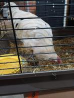 Ayam cemani  witte haan., Dieren en Toebehoren