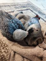 Gris de Gabon élevés à la main, Dieren en Toebehoren