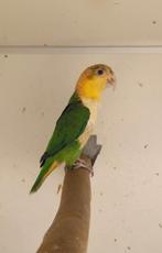 Groendij pop, Dieren en Toebehoren, Geringd