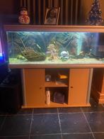 Aquarium  met kast en toebehoren, Dieren en Toebehoren, Ophalen, Gebruikt, Gevuld zoetwateraquarium