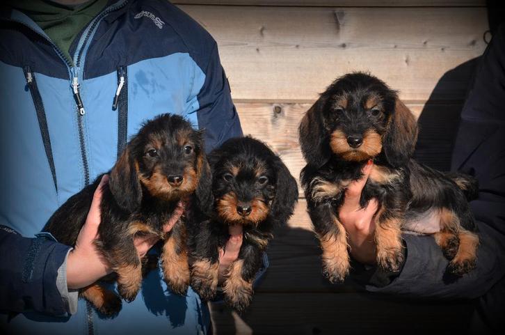 Ruwharige Teckel pups, Dieren en Toebehoren, Honden | Teckels en Dashonden, Teef, Ruwhaar, Dwerg, Fokker | Professioneel, Meerdere