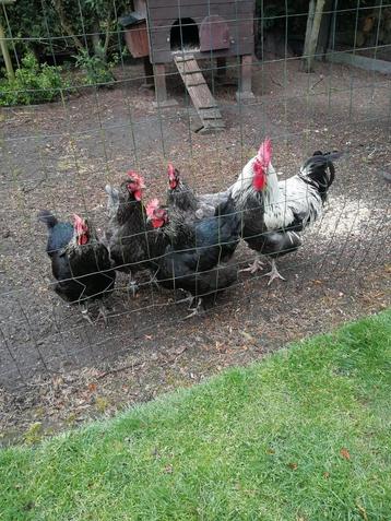Broedeieren van marans zwart zilverhals, Dieren en Toebehoren
