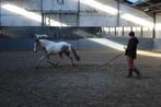 VS-HorseTraining : zadelmak maken, doorrijden, andere ..., Nieuw, Ophalen of Verzenden, Western