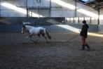 VS-HorseTraining : zadelmak maken, doorrijden, andere ..., Ophalen of Verzenden, Nieuw, Western