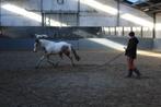 VS-HorseTraining : zadelmak maken, doorrijden, andere ..., Western, Enlèvement ou Envoi, Neuf