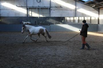 VS-HorseTraining : zadelmak maken, doorrijden, andere ... beschikbaar voor biedingen