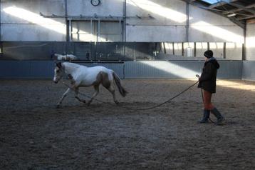 VS-HorseTraining : zadelmak maken, doorrijden, andere ...