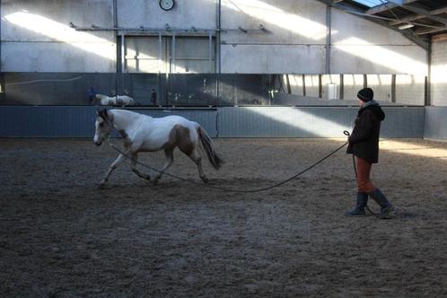 VS-HorseTraining : zadelmak maken, doorrijden, andere ..., Dieren en Toebehoren, Paarden en Pony's | Overige Paardenspullen, Nieuw