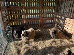 Opzoek naar een lieve thuis voor onze Ouessants, Dieren en Toebehoren, Schapen, Geiten en Varkens, Meerdere dieren, Schaap, 3 tot 5 jaar