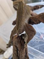 Wimpergekko, Amfibie, Tam, 3 tot 6 jaar
