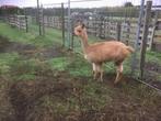 Alpaca merrie, Dieren en Toebehoren, Schapen, Geiten en Varkens