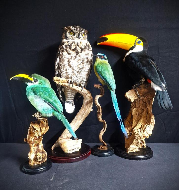 mooie overleden vogels te koop gevraagd .., Dieren en Toebehoren, Vogels | Overige Vogels, Roofvogel, Meerdere dieren, Geringd