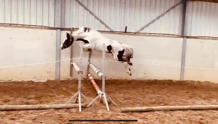 Talentvolle jonge D pony, Dieren en Toebehoren, Paarden, Hengst