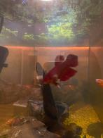 2 betta vrouwtjes te koop