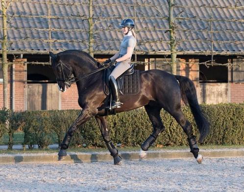 LeMieux Carbon Mesh Zwart dressuur dekje SALE!, Dieren en Toebehoren, Paarden en Pony's | Dekens en Dekjes, Nieuw, Dekje, Ophalen of Verzenden
