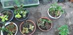 Coleus, Tuin en Terras, Planten | Tuinplanten, Eenjarig, Halfschaduw, Zomer, Ophalen