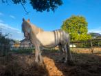 Welsh pony, Merrie, Minder dan 160 cm, Gechipt, 11 jaar of ouder
