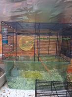 Langharige hamster 7 maanden oud met kooi, Dieren en Toebehoren, Knaagdieren, Hamster, April, Mannelijk, Tam