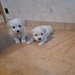 Maltezer pups, Dieren en Toebehoren, België, Maltezer, CDV (hondenziekte), 8 tot 15 weken