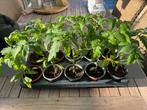 Tomaten planten pyros, Tuin en Terras, Ophalen of Verzenden