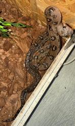 1.1 Boa imperator leopard, Slang, Met terrarium, 0 tot 2 jaar