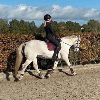 Gouden D-pony zoekt 5 sterrenhuisje, Dieren en Toebehoren, Pony's, Merrie, L, D pony (1.37m tot 1.48m), Dressuurpony, 11 jaar of ouder