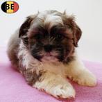 Schattige Lhasa Apso (teefjes) Belgische pups te koop, Dieren en Toebehoren, Honden | Chihuahua's en Gezelschapshonden, België
