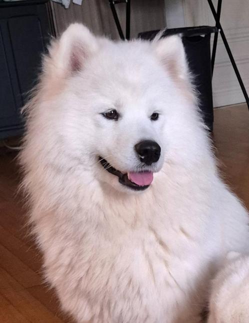 samojeed teefje met stamboom, Dieren en Toebehoren, Honden | Poolhonden, Keeshonden en Oertypen, Teef, Poolhond, Fokker | Hobbymatig
