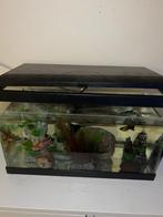 Aquarium avec pompe pour filtrer l eau et 3 poissons, Animaux & Accessoires, Enlèvement ou Envoi, Comme neuf