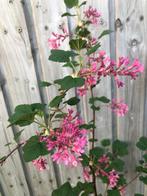Ribes Sanguineum, Tuin en Terras, Planten | Tuinplanten, Ophalen, Vaste plant, Overige soorten