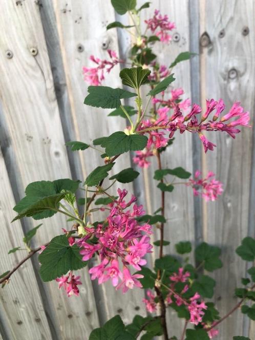 Ribes Sanguineum, Tuin en Terras, Planten | Tuinplanten, Vaste plant, Overige soorten, Ophalen