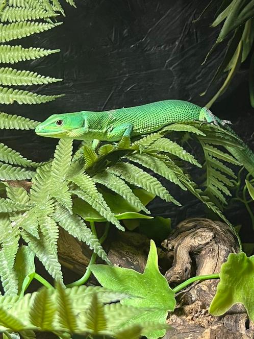 Gastropholis prasina 1.1 of 1.2, Dieren en Toebehoren, Reptielen en Amfibieën, Hagedis, 0 tot 2 jaar, Tam