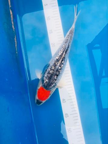 Koï nissai tancho goshiki ginrin femelle 33cm avec certifica beschikbaar voor biedingen