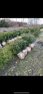 prunus lusitanica ‘angustifolia’, Tuin en Terras, Ophalen