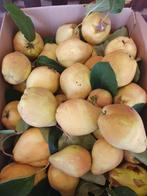 kweeperen ongespoten in Pelt, Ophalen