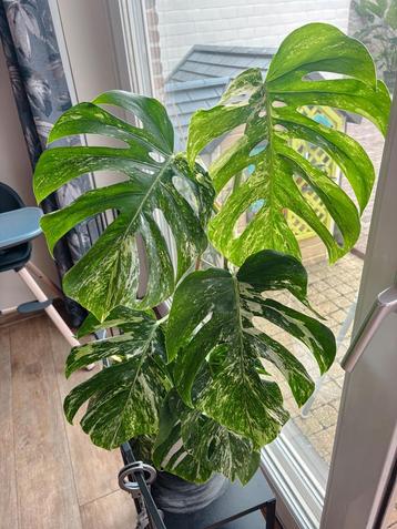 Monstera albo variegata beschikbaar voor biedingen
