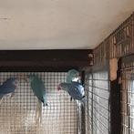 halsbanden parkieten, Dieren en Toebehoren, Meerdere dieren, Parkiet, Geringd