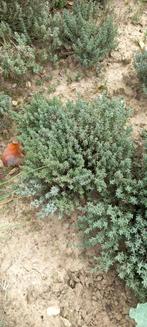 Thym kruiden BIO uit eigen tuin veel geur en smaak, Vaste plant, Ophalen of Verzenden, Halfschaduw, Kruiden