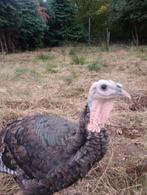 Bronskalkoen, Meerdere dieren, Kalkoen