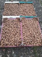 Verse okkernoten van 2025., Tuin en Terras, Ophalen of Verzenden