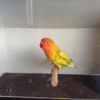 Agapornis Fischeri, Dieren en Toebehoren, Vogels | Parkieten en Papegaaien, Geslacht onbekend, Dwergpapegaai of Agapornis, Geringd