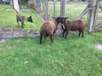 Schapen, Meerdere dieren, Schaap, 0 tot 2 jaar