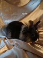 Konijnen, Dieren en Toebehoren, Konijnen, Meerdere dieren, Dwerg, 0 tot 2 jaar