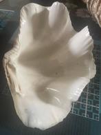 Coquillages, Collections, Enlèvement ou Envoi, Coquillage(s)