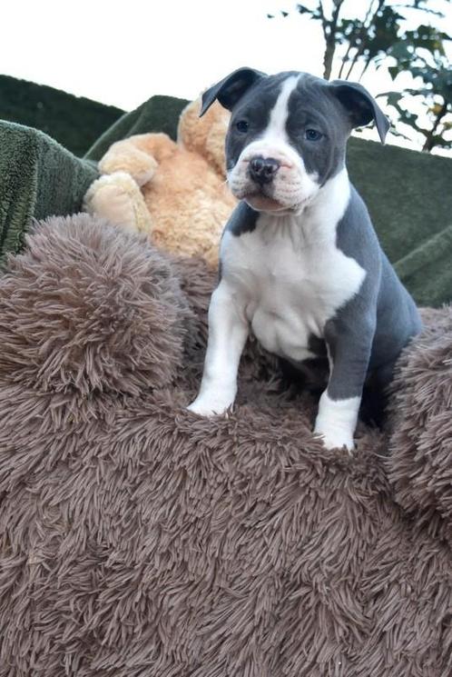 Amerikaanse Stafford pup, Dieren en Toebehoren, Honden | Jack Russells en Terriërs, Meerdere dieren, American Staffordshire Terriër