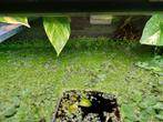 Drijfplanten | vlotvaren, Dieren en Toebehoren, Vissen | Aquaria en Toebehoren, Ophalen