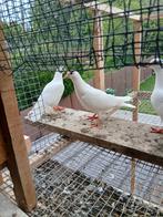 Jonge duivenparen, Dieren en Toebehoren, Vogels | Duiven, Meerdere dieren, Postduif